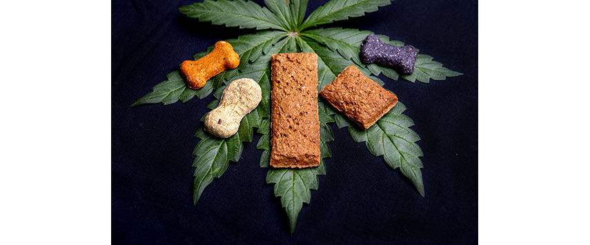 What You Should Know About CBD for Pets